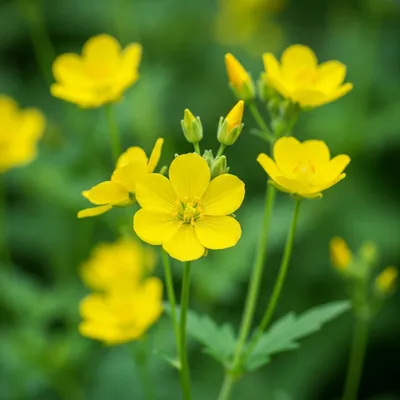 Illustration lysimachia